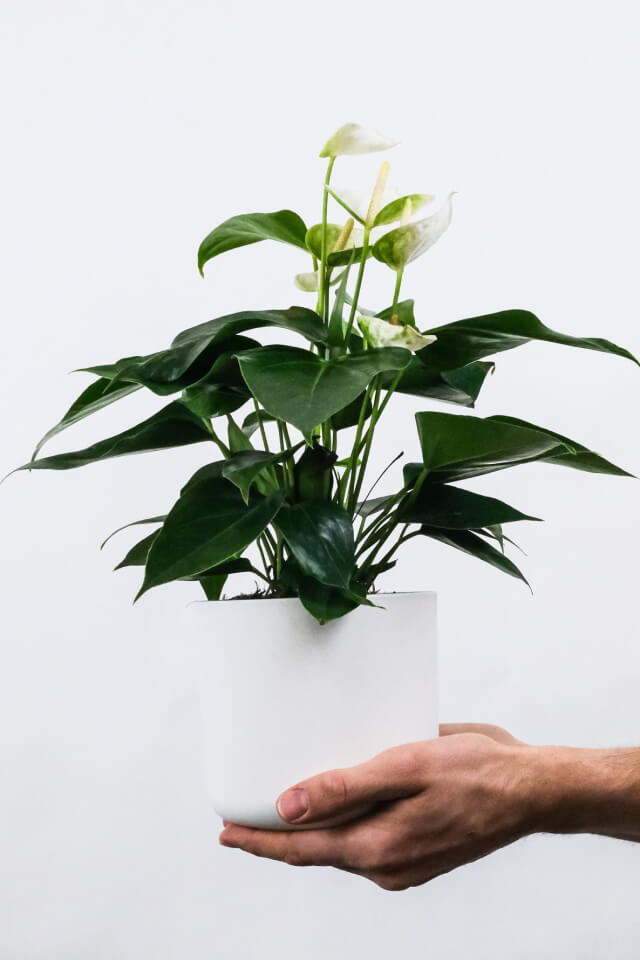 Golden Pothos Pole - Imagem 2