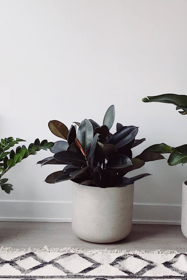 Hoya Obovatum - Imagem 2
