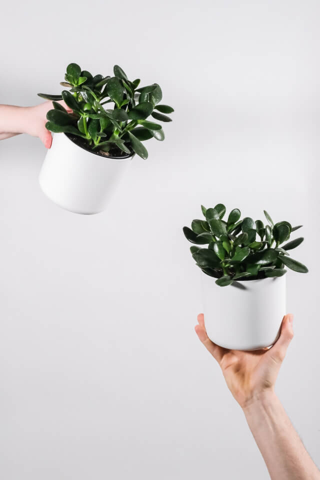 Ficus Decora Burgundy - Imagem 2